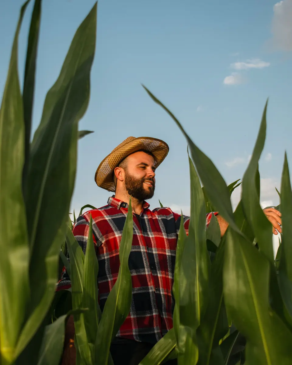 Farmer in a straw hat and red plaid shirt standing among tall green corn plants